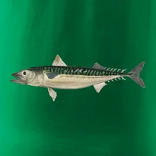 Makrela obecná Makrela obecná