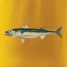 Makrela obecná Makrela obecná