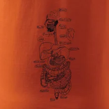 Skica ľudských orgánov