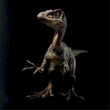 Velociraptor čierna fotka
