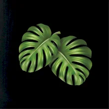 Monstera - dva listy