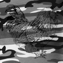 Sliepka čiernobiela