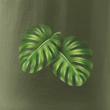 Monstera - dva listy Monstera - dva listy