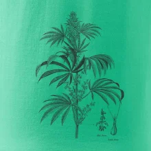 Konope kvietok čiernobiely  