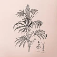 Konope kvietok čiernobiely  