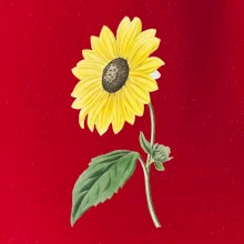 Slnečnica otočená