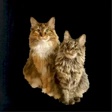 Mačky vectorizované (Moňas)