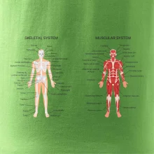 Skelet and Moscular system