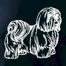 Shih-tzu - chlpatý Shih-tzu - chlpatý