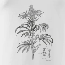 Konope kvietok čiernobiely  