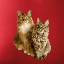 Mačky vectorizované (Moňas)