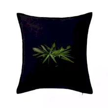 Ganja listy - makro Ganja listy - makro