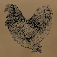 Sliepka čiernobiela