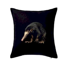 Mravčiar čierna fotka