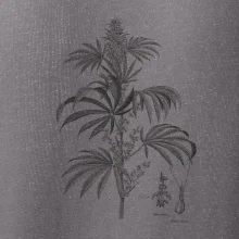 Konope kvietok čiernobiely  