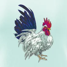 Kohút kreslený biely