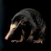 Mravčiar čierna fotka