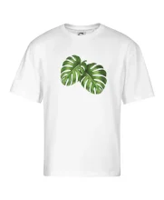 Monstera - dva listy