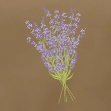 Levanduľa kreslená Levanduľa kreslená