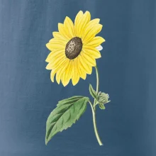 Slnečnica otočená