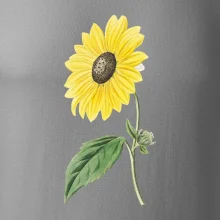 Slnečnica otočená