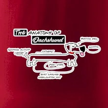 Jazvečík - Anatómia