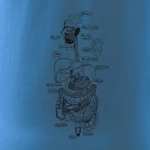 Skica ľudských orgánov