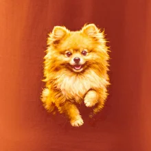 Obrázok poltón Pomoranský špic