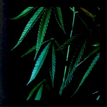 Ganja listy - štvorec