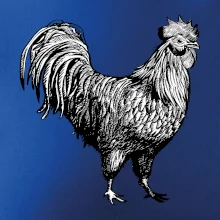 Kohút kreslený čiernobiely