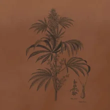 Konope kvietok čiernobiely  