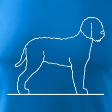 Lagotto romagnolo stojaci