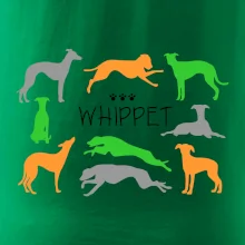 Whippet farebný