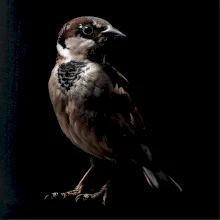 Vrabec domáca čierna fotka