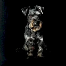 Bradáč čierna fotka