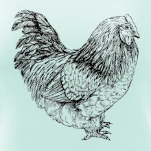 Sliepka čiernobiela Sliepka čiernobiela