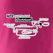 Jazvečík - Anatómia