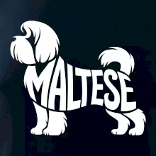 Maltézsky psík nápis v tele