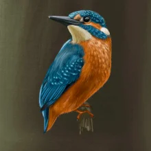 Ľadnáčik kreslený Ľadnáčik kreslený