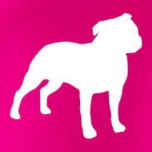 Americký stafordšírsky teriér Na prsníku