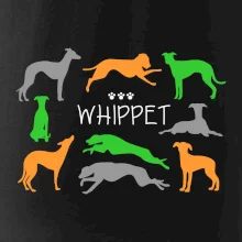 Whippet farebný