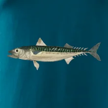 Makrela obecná Makrela obecná