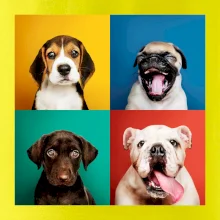 Psi šteňatá koláž