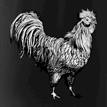 Kohút kreslený čiernobiely