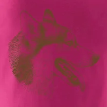 Husky - hlava z boku