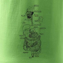 Skica ľudských orgánov