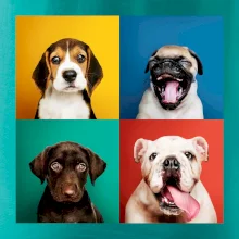 Psi šteňatá koláž