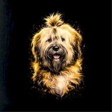 Obrázok poltón tibetský teriér beží