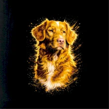 Obrázok poltón Kanadský retriever (Nova Scotia Duck Tolling Retriever)