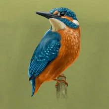 Ľadnáčik kreslený